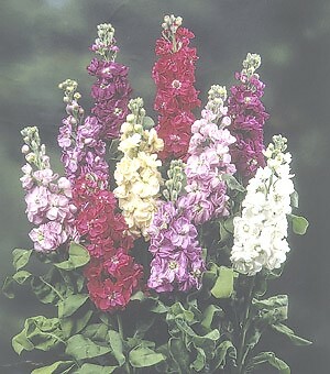 Stock Ten Week Dwarf Mix 1,000 seeds