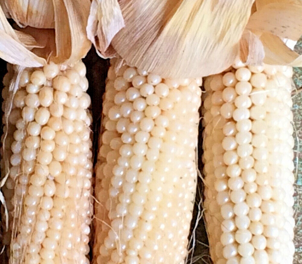 100+White Japanese HULLESS POPCORN Seeds Organic Summer Fall Vegetable Garden