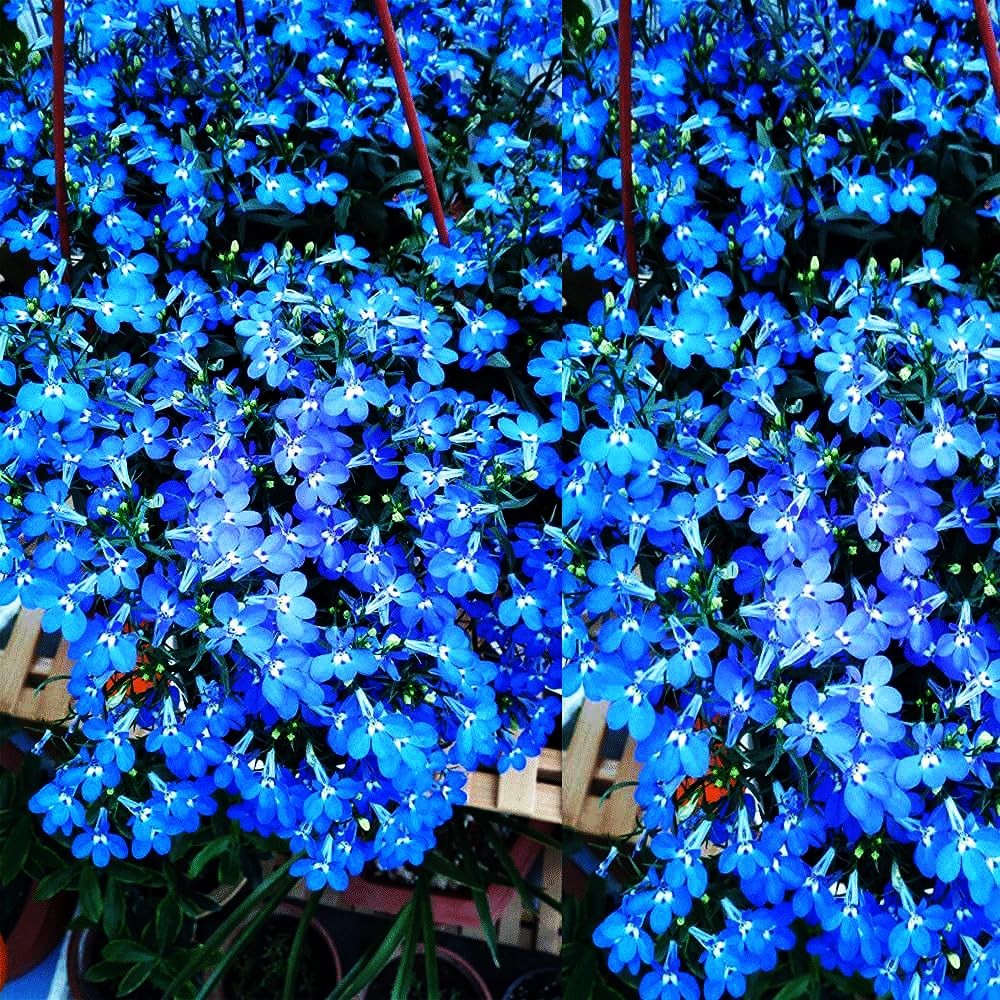 Mixrug Blue Woolly Thyme Seeds,20001+ Blue Creeping Thyme Seeds Ground Cover,…