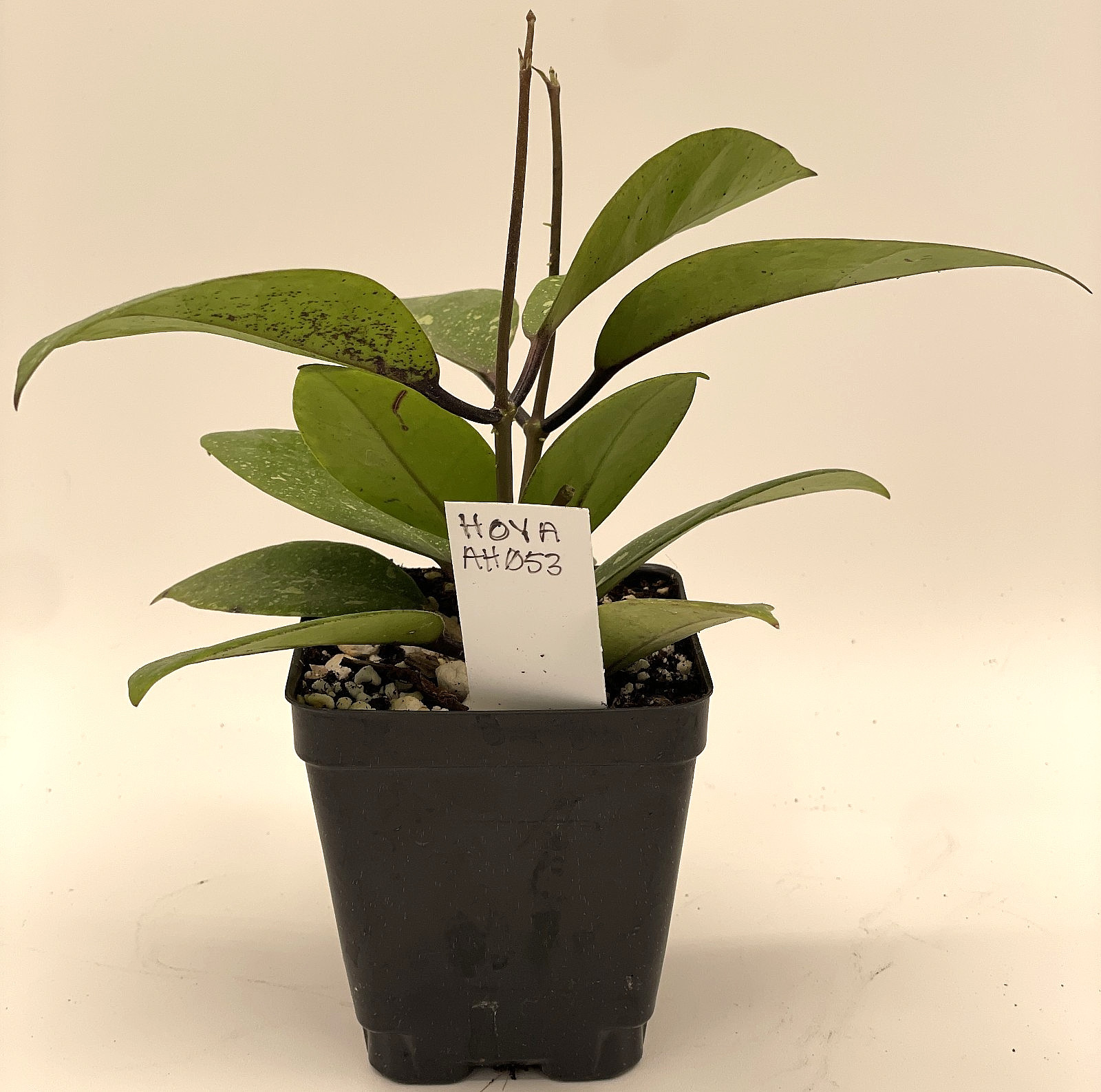 Hoya AH053 Rare! Fully Rooted Grown In 3.5″ pot – SO HEALTHY!