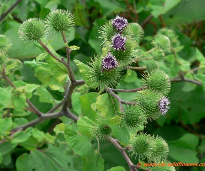 Greater Burdock Wildflower ~ 25 seeds ~ Arctium lappa – Free US Shipping.