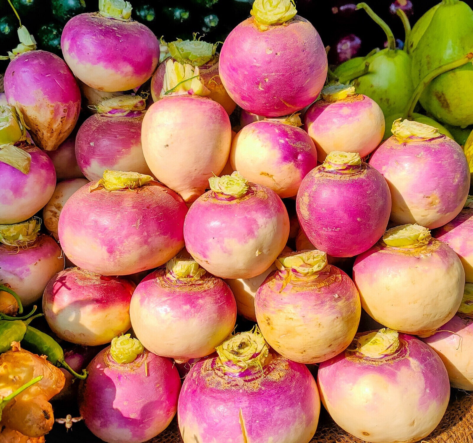 500+ Purple Top Turnip Seeds | Non-GMO | Heirloom | Fresh Garden Seeds
