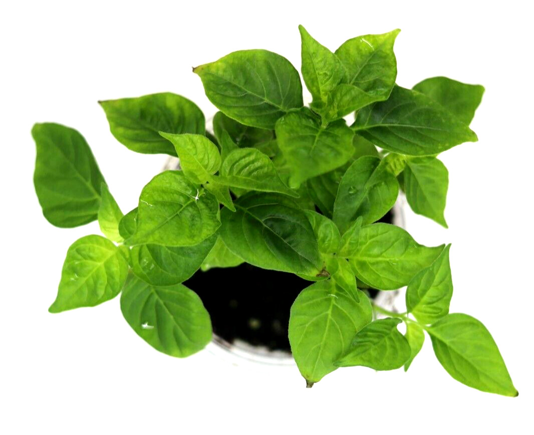 Hot Pepper Seed Variety 25 pack Ghost habanero Yellow Orange Red Organic non GMO