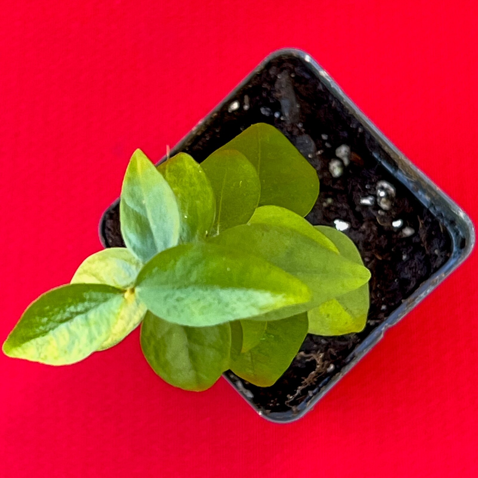 SPICY Pitanga Eugenia Uniflora Surinam Cherry Plant Dark Red Fruit Tree Potted