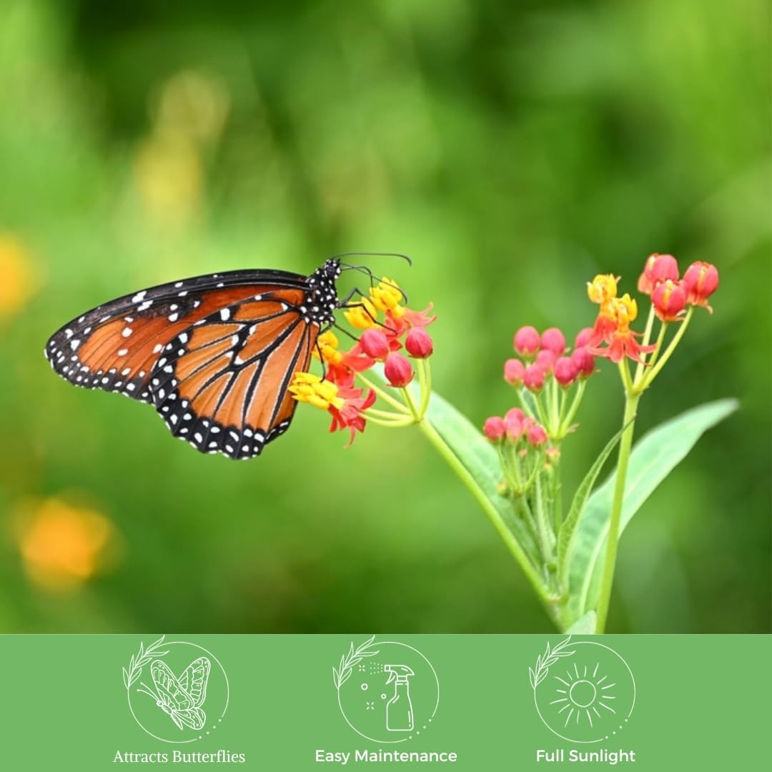 American Plant Exchange Live Milkweed Plant Host For Monarch Butterflies Plant
