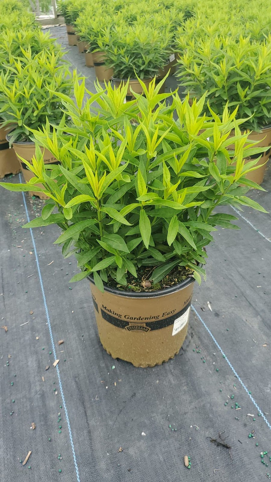 Live Plant From Green Promise Farms Volcano Phlox – Phlox Volcano Pink White