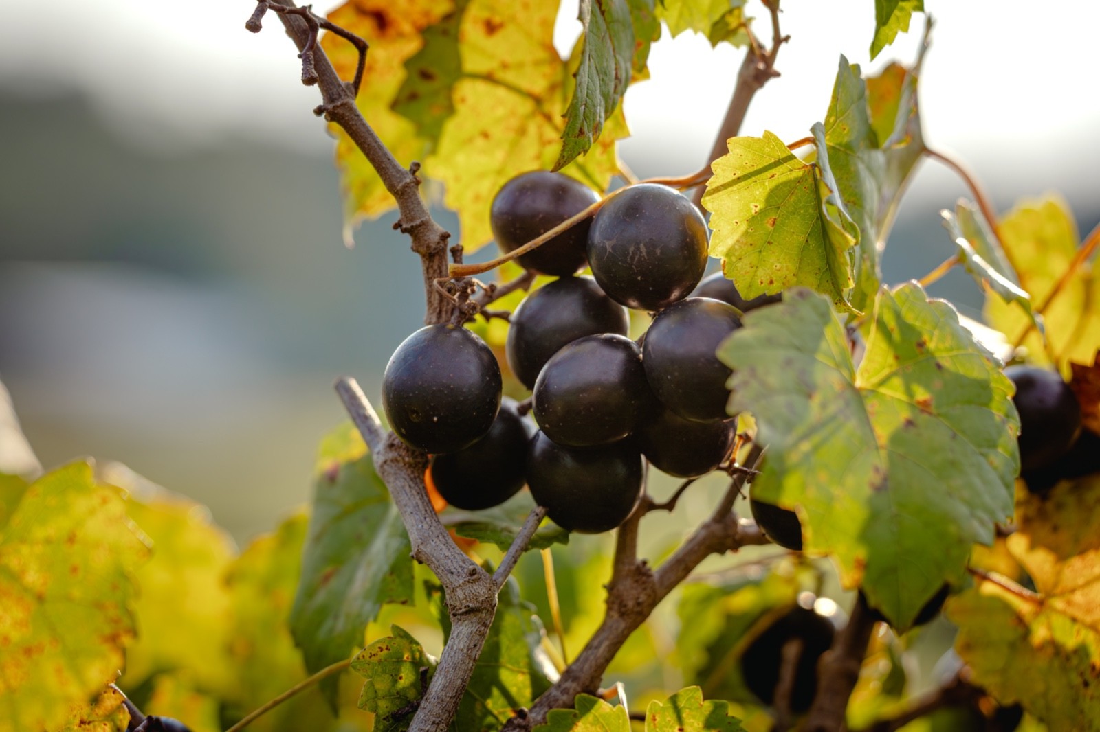 5 Alachua Muscadine Grape – Vitis rotundifolia – Starter Plug