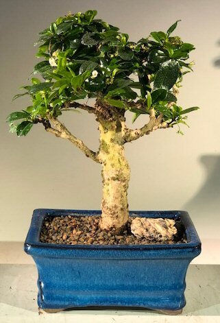 Fukien Tea Bonsai Tree Flower Aged Ehretia Microphylla Feng Shui 12yo 9″ H