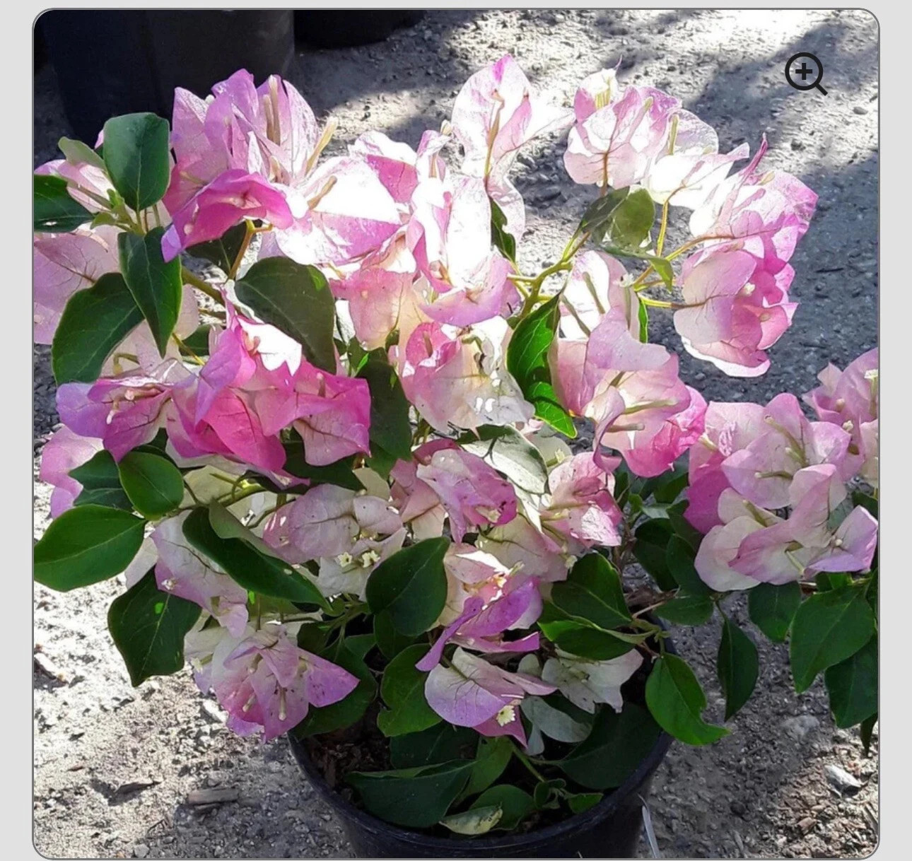 4” Pot of Bambino Bi Color Pink Bougainvillea Plant-Height & Fullness Varies