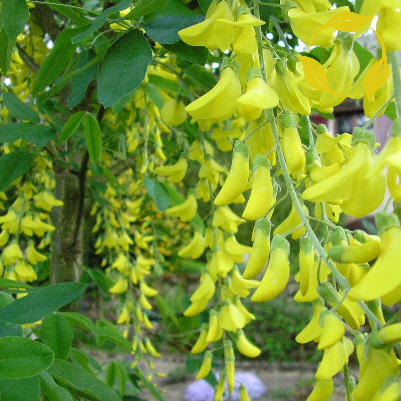GOLDEN CHAIN TREE Laburnum Anagyroides – 20 SEEDS