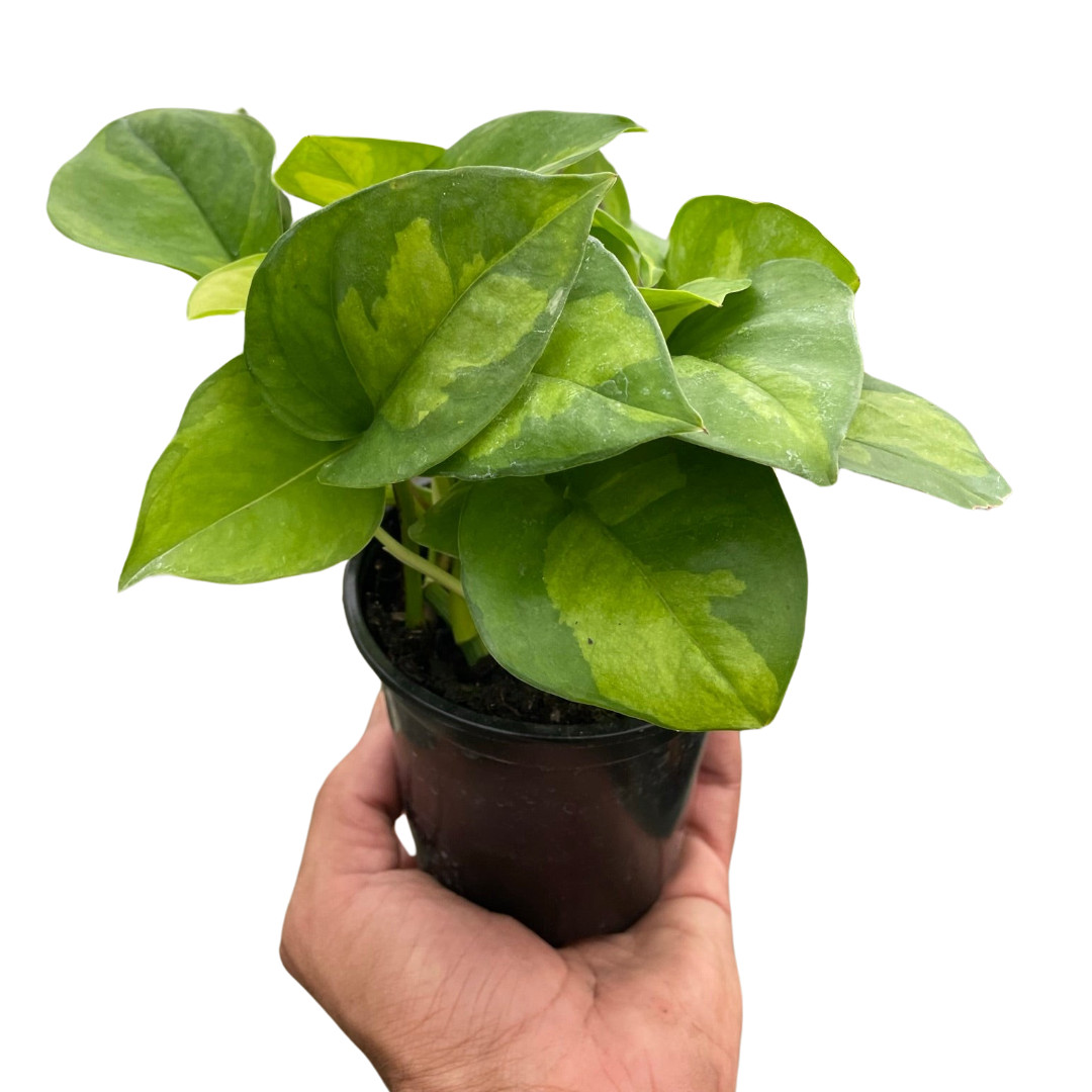 Pothos Global Green • Epipremnum aureum • Mottled Green Variegation