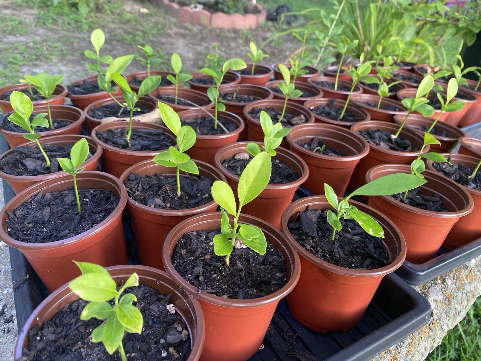 Meyer Lemon tree live plant (4-6in)