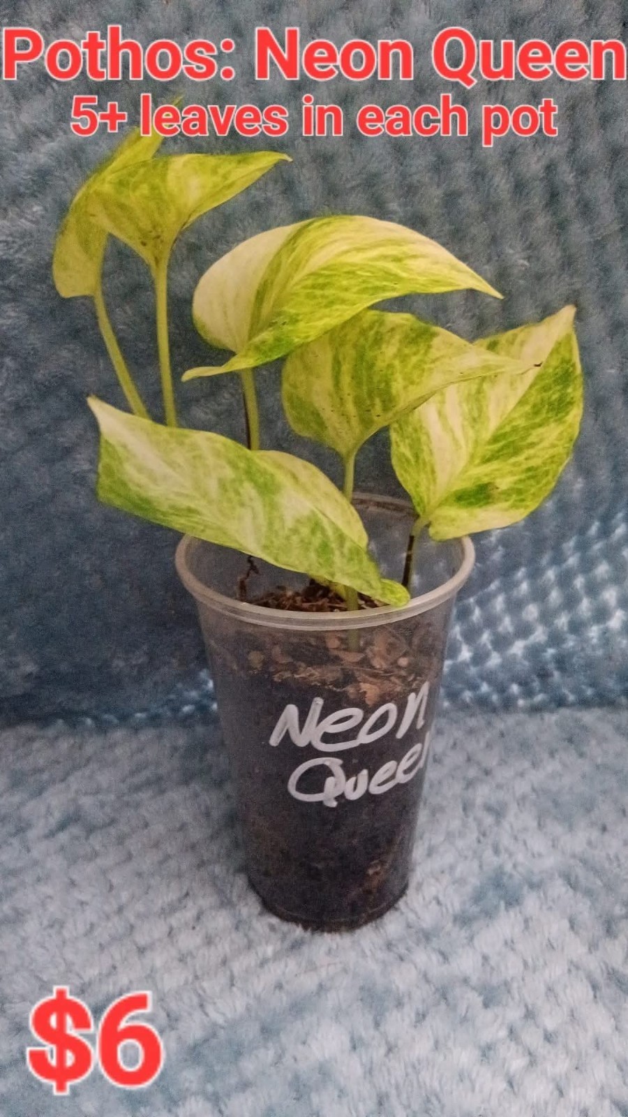 Rooted Neon Queen Pothos ● 5+ nodes per plant