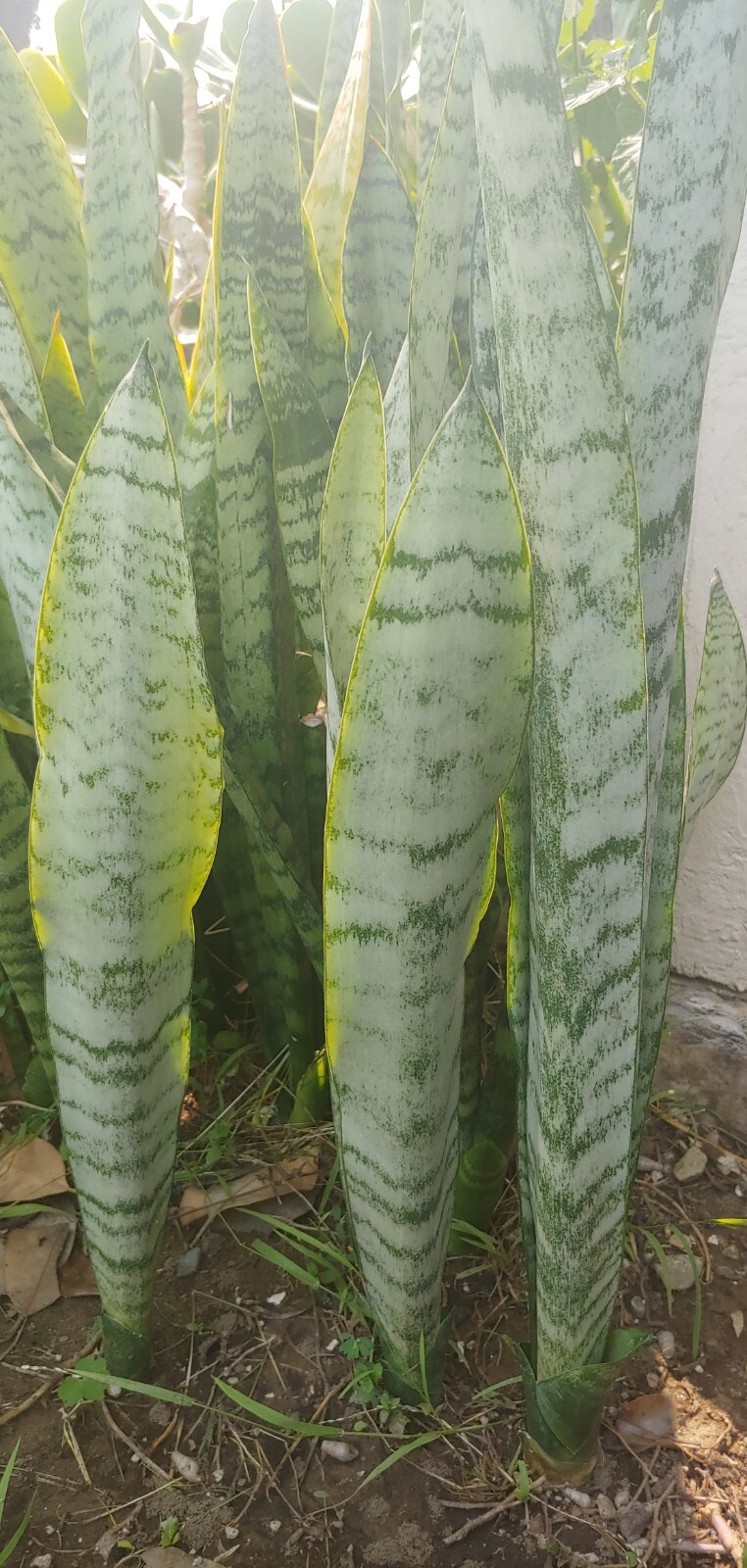 Snake (Sansevieria)Plant Bare Root/ ‘Laurentii’ Mother-In-Law’s Tongue 9-12 inch