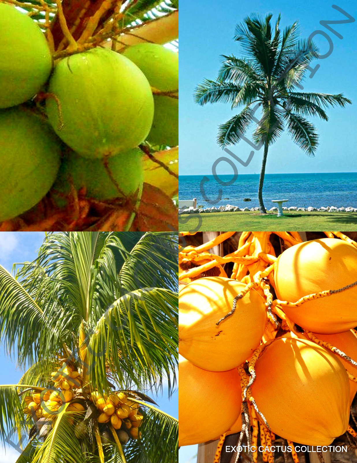 YELLOW & GREEN COCONUT PACK @ cocos nucifera exotic palm tree seed 2 live seeds