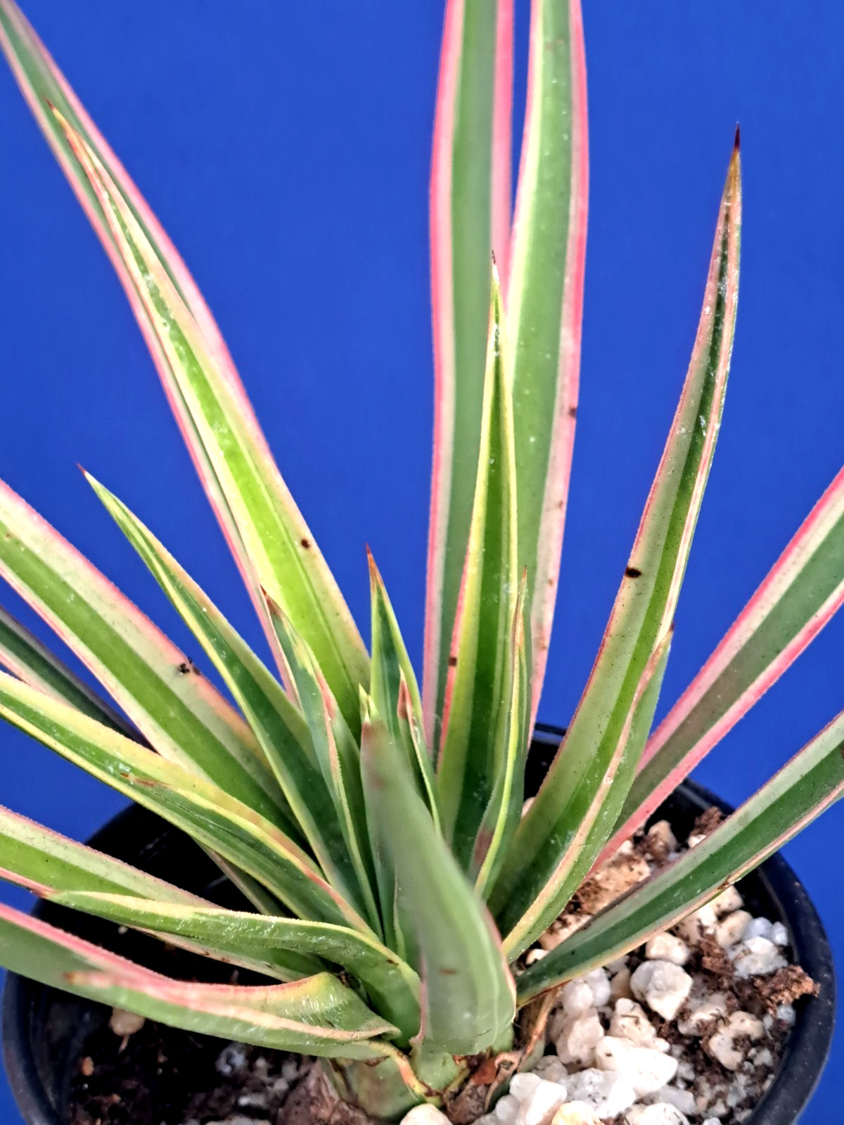 Yucca Aloifolia Variegated Tree Plant Succulent Cactus
