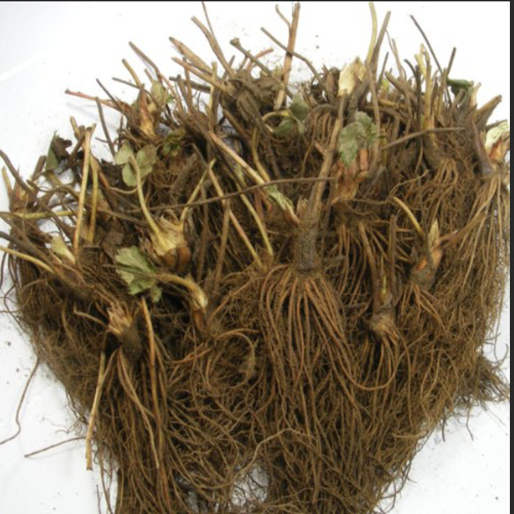 Fort Laramie Everbearing Strawberry Plants – Bare Root Non-GMO Plants 25 Plants