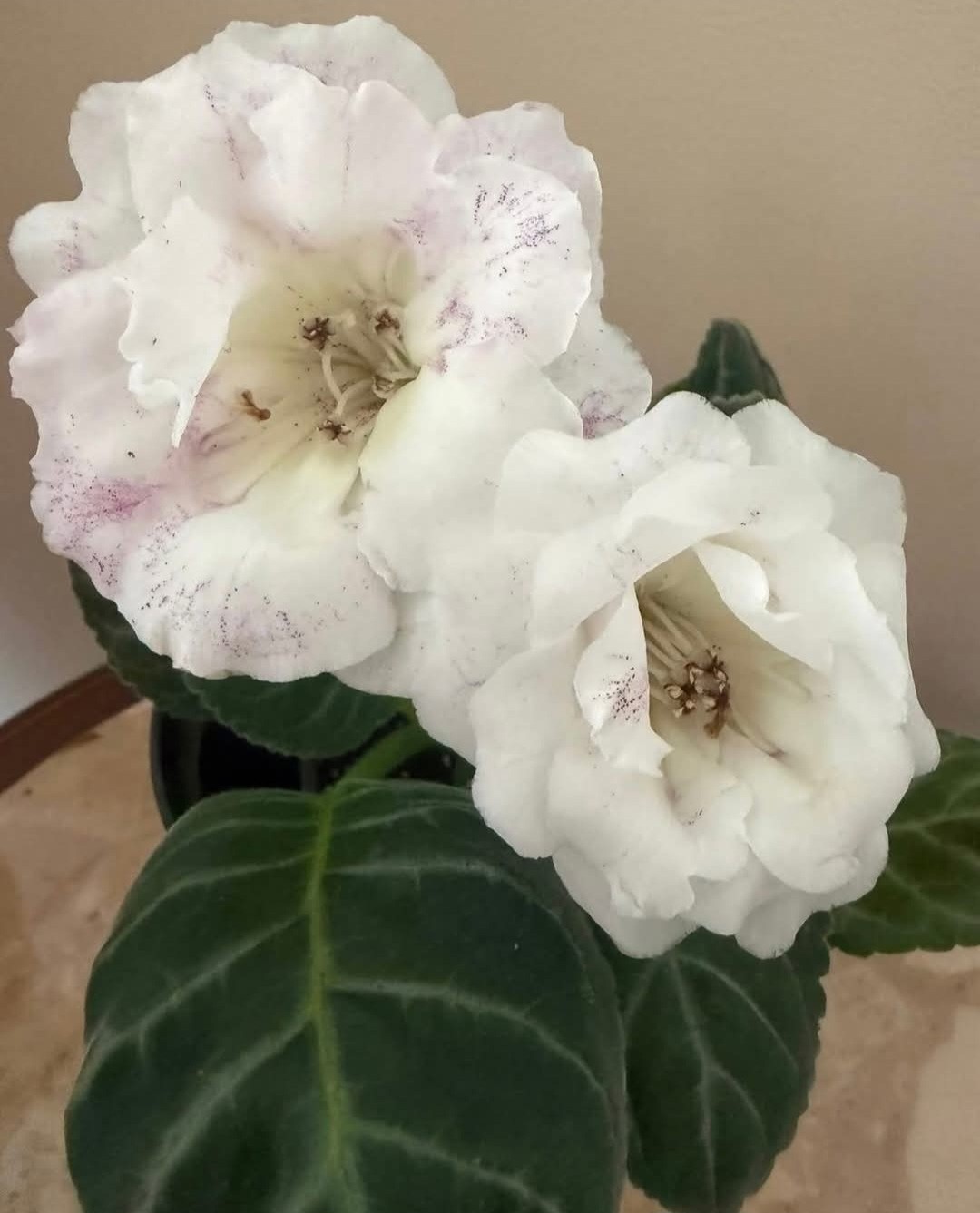 Sinningia Speciosa GLOXINIA WHITE POODLE A Live Tuber/ bulb