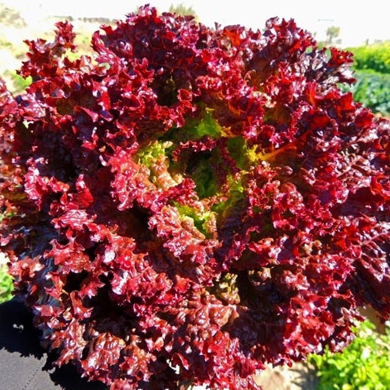 Lolla Rossa Lettuce Seeds 600+ Vegetable Salad Garden NON-GMO USA FREE SHIPPING