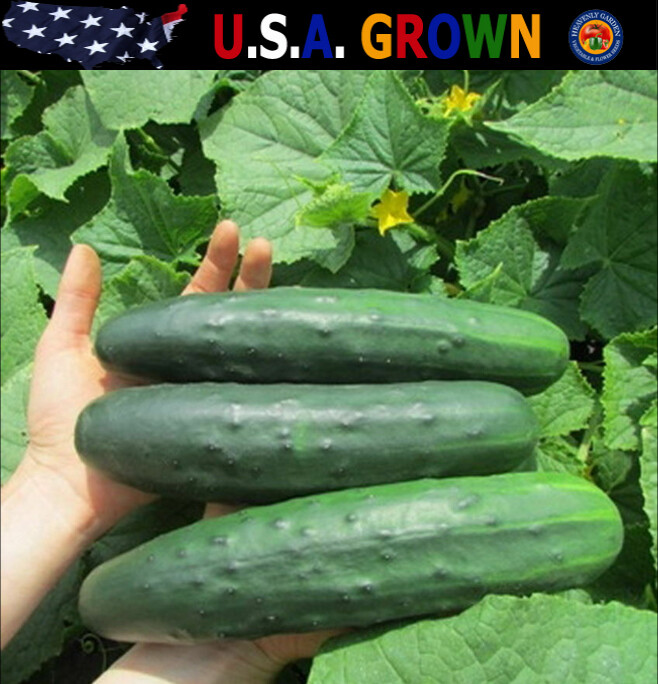 200 Marketmore 76 Cucumber Seeds Heirloom