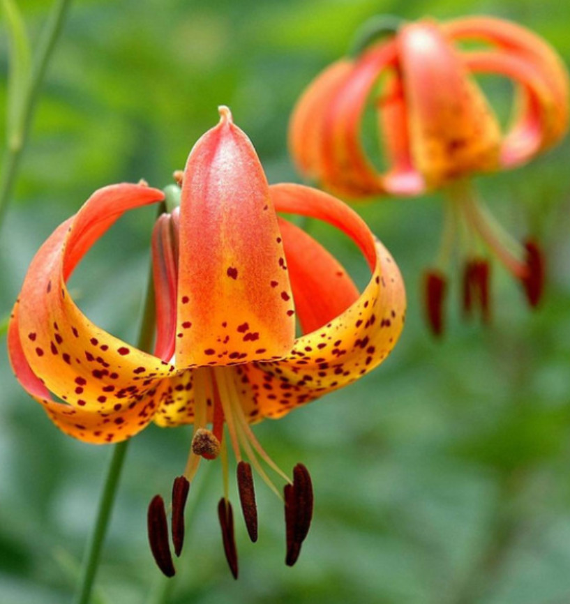 Set of 5 Turks Cap Lily Bulbs – Hardy Perennial Orange Blooms – Garden & Landsca