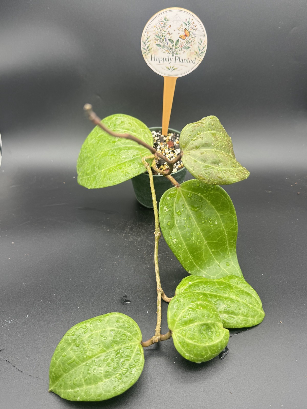 Hoya Latifolia Sarawak – 4″ Pot Live Plant – Free Shipping