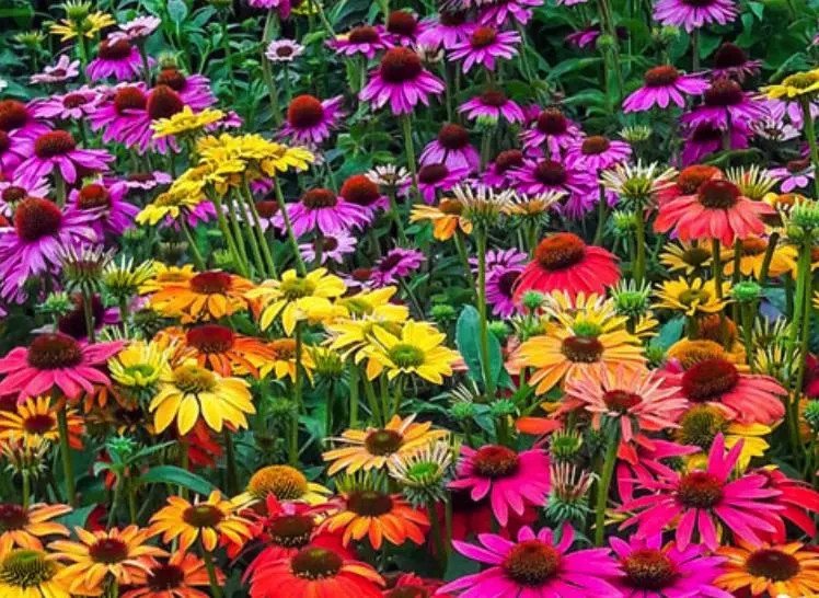 3 Mixed Starter Echinacea Coneflowers Perennial 4 inch starters Beautiful Colors
