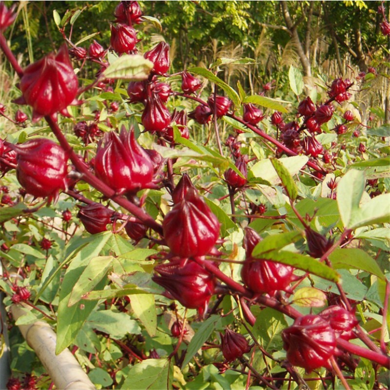 15+Roselle Seeds Asian Sour Leaf Red Sorrell Florida Cranberry Jamaican Tea USA