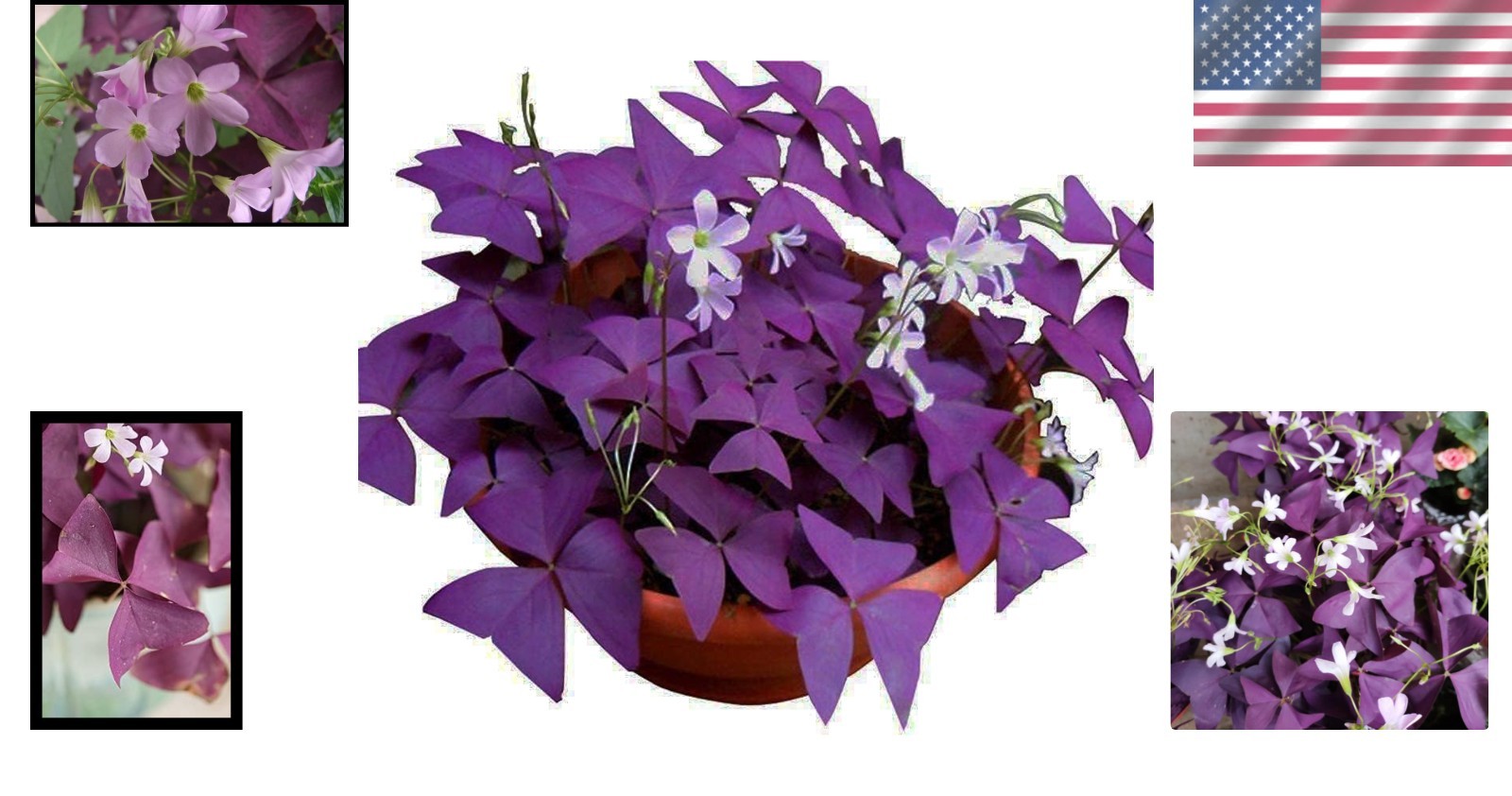 12 Heirloom Purple Shamrocks Bulbs – Easy to Grow for Beginners & Garden Lovers