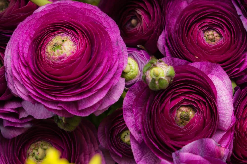 Purple Ranunculus Bulbs for Planting – (10 Bulbs)