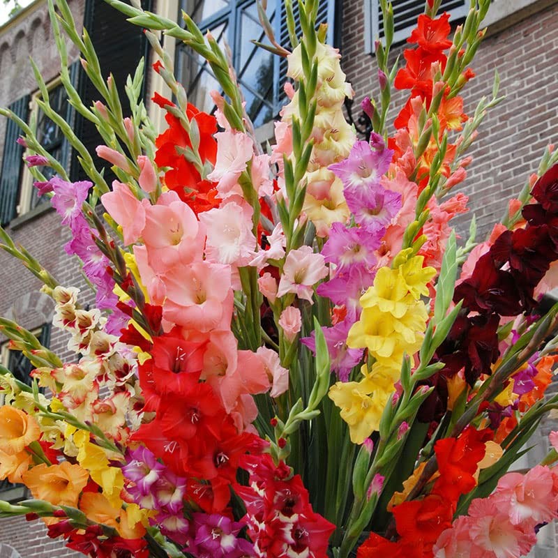 Grower Special Mix Gladiolus Flower Bulbs – 100 Bulbs Assorted Colors – Make …