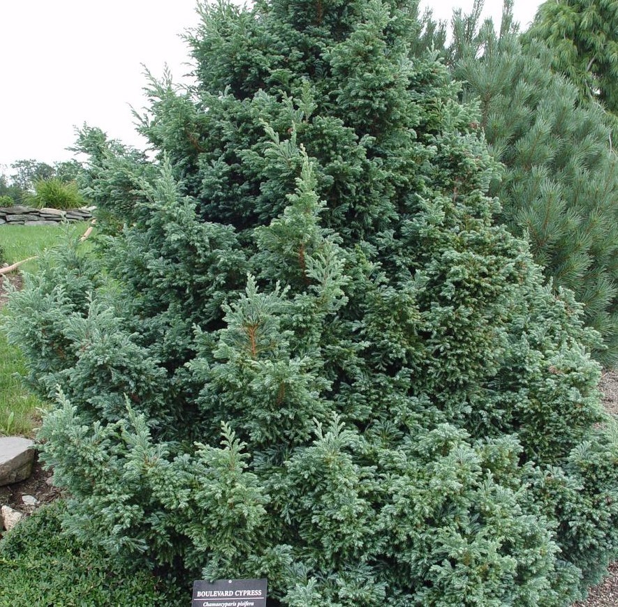 2 Boulevard Cypress Live Trees – 7-10″ Tall – Evergreen Shrub – Zones 4-8