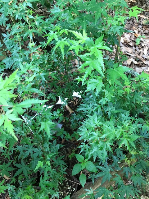 Landscape Plants Japanese Maples Bulk Lot of Qty10 Size 18″ to 24 inches tall