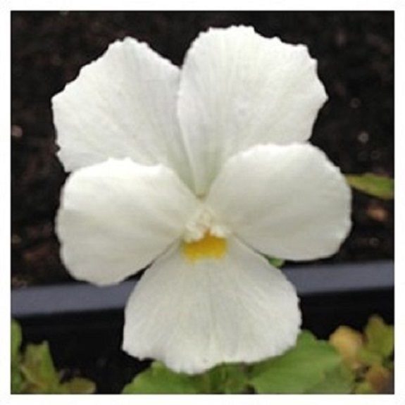 30+ White Perfection Viola / Shade-Loving / Perennial Flower Seeds