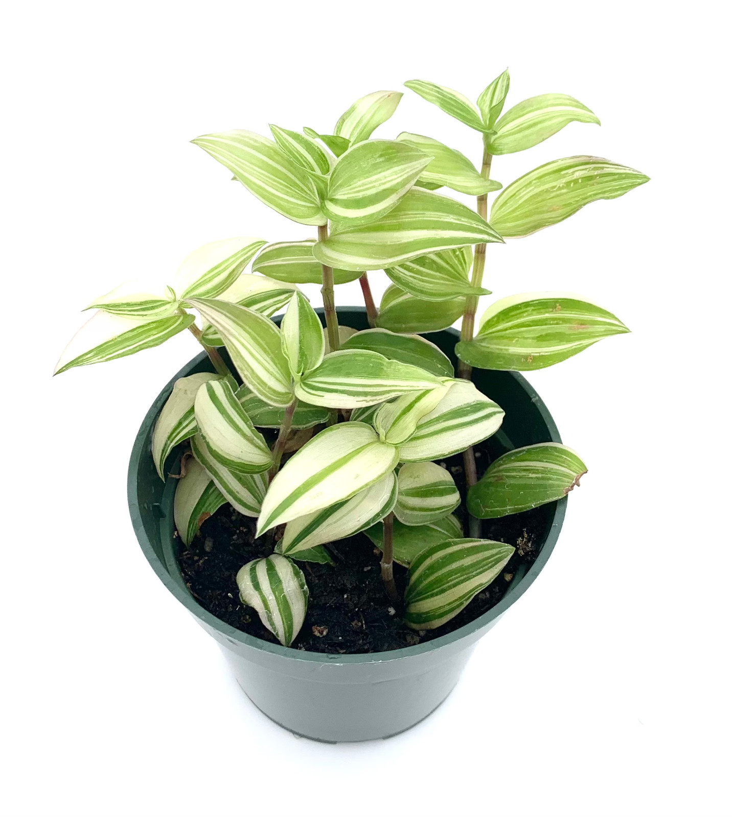 Variegated Tradescantia Tradescantia Fluminens Live Potted Houseplants, 3.5″ Pot