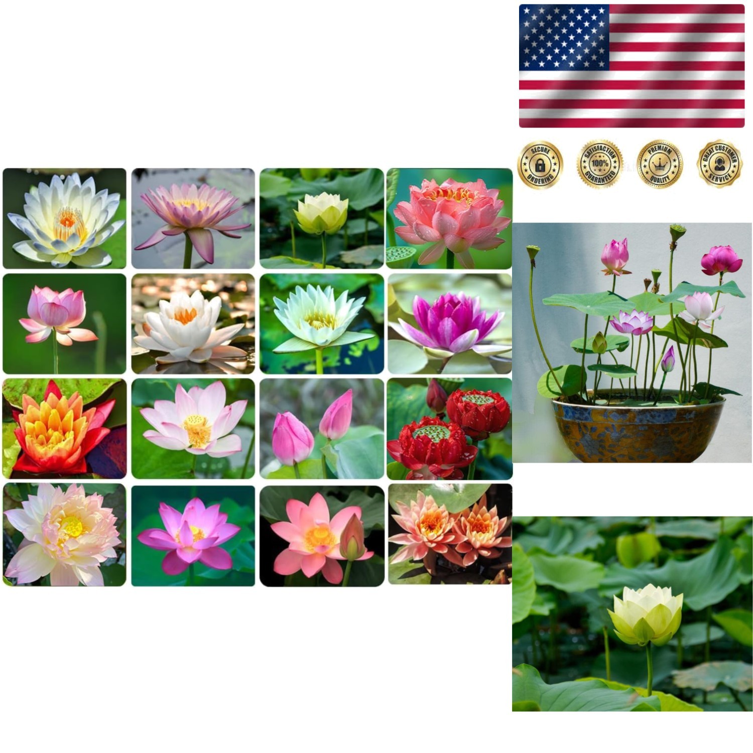 30PCS Non-GMO Bonsai Lotus Seeds for Gorgeous Aquatic Gardens – Easy Planting