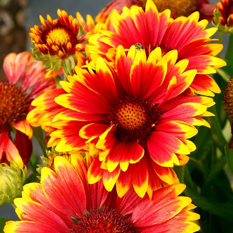 INDIAN BLANKET FLOWER 300+ Seeds Perennial Gaillardia Aristata Native Wildflower