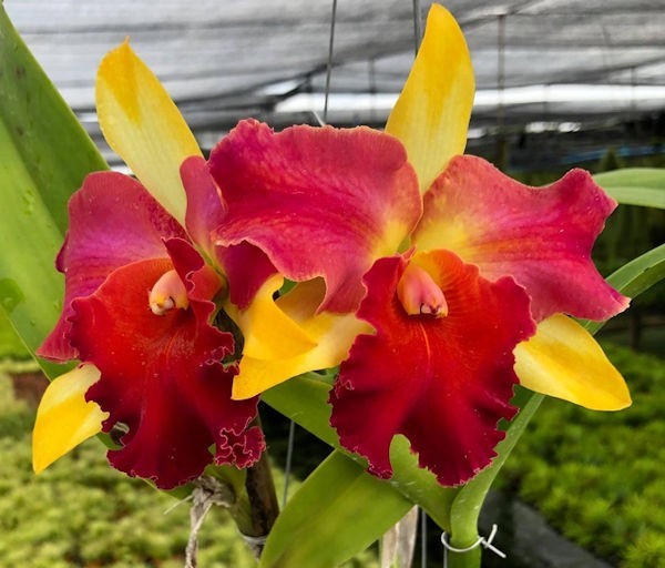 Cattleya Rlc Amazing Thailand ‘Red Star’ Live Orchid Plant 3B16