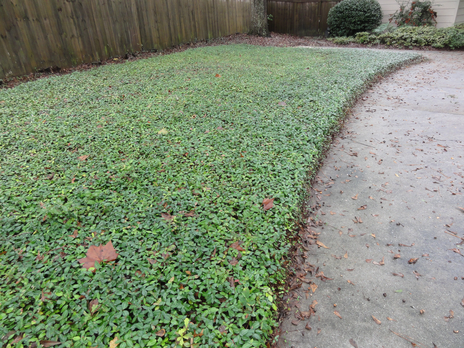 Asiatic Jasmine 25 Plants in 3-1/4 inch Pots