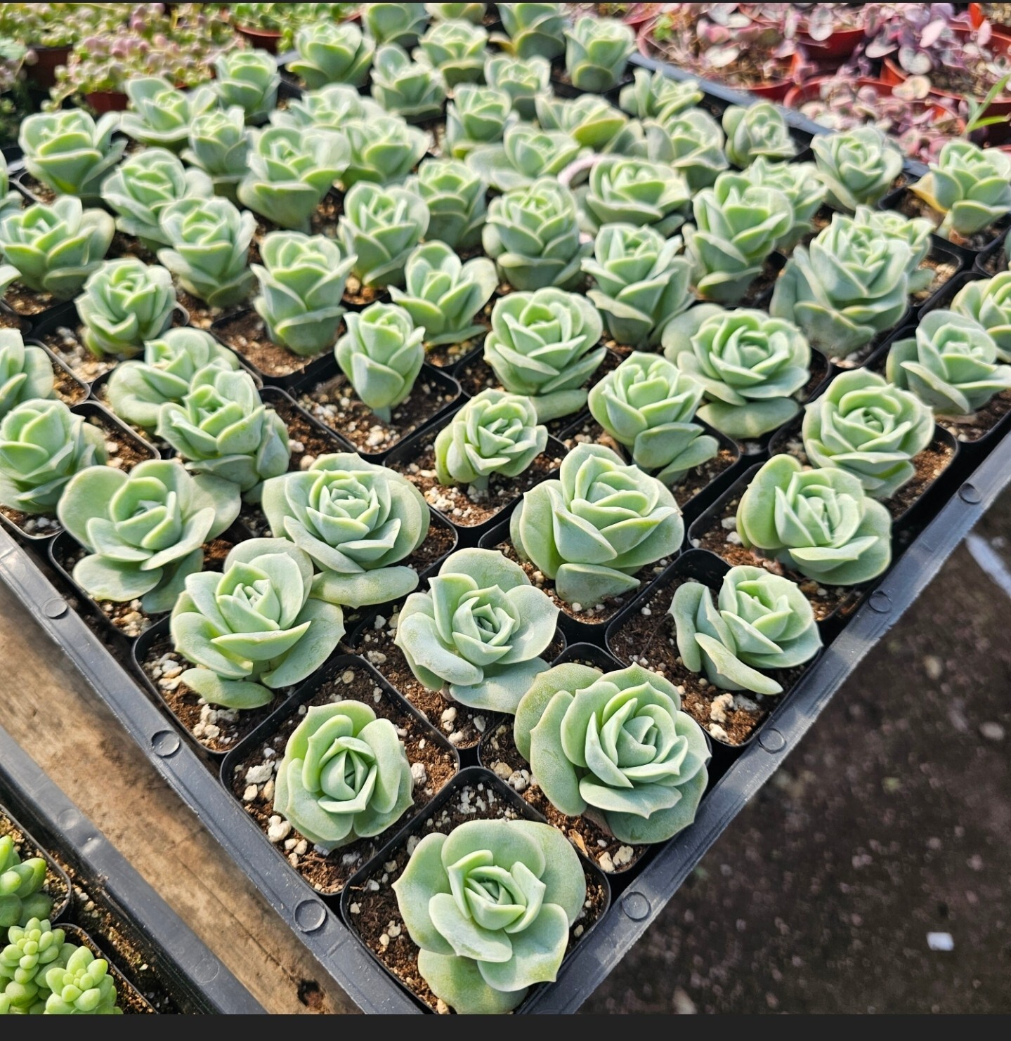 Graptoveria Lovely Rose | 2in pot |