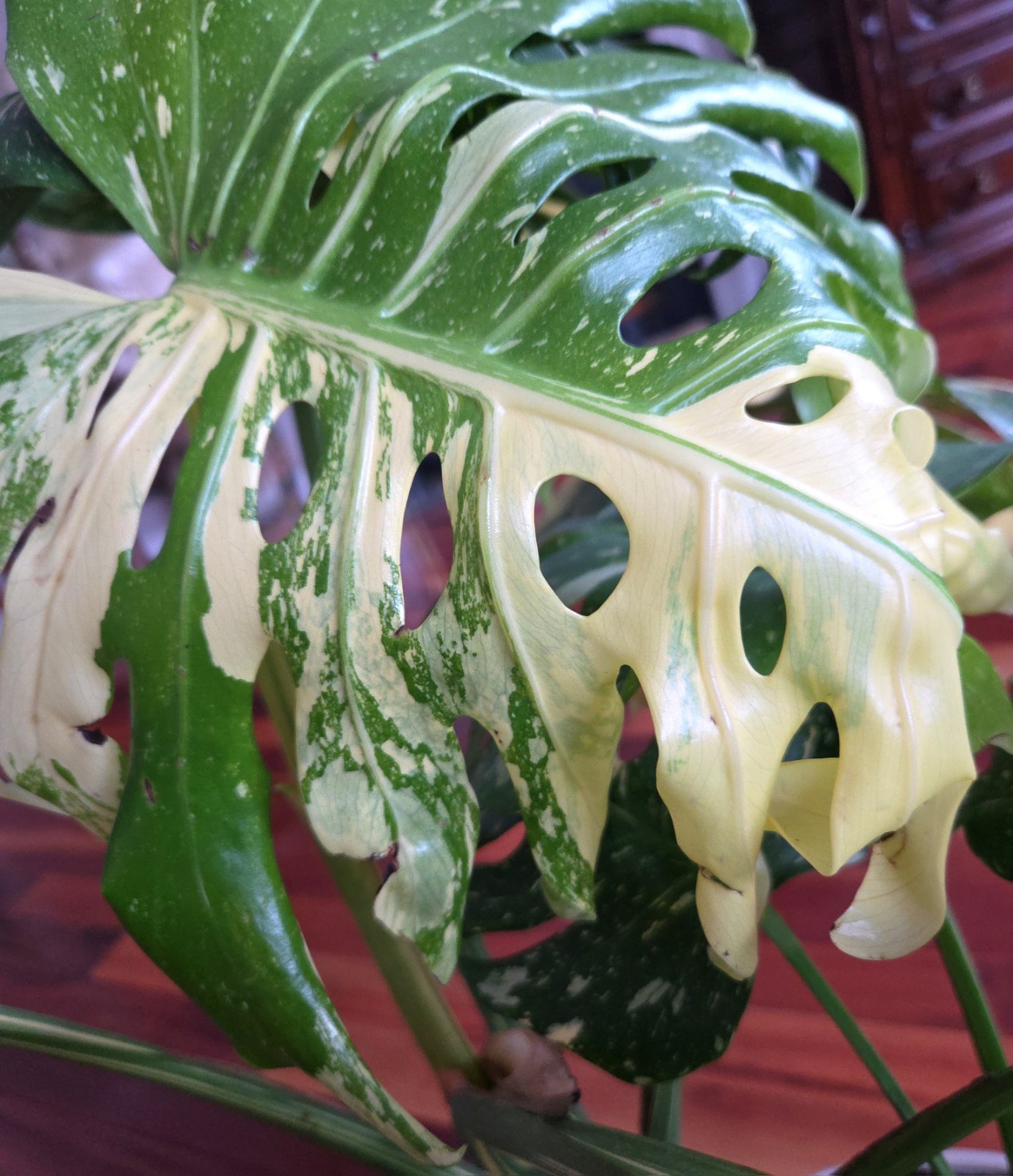 Rare XXL Monstera Thai Miracle Tricolor 31″ Tall Not Philodendron Anthurium