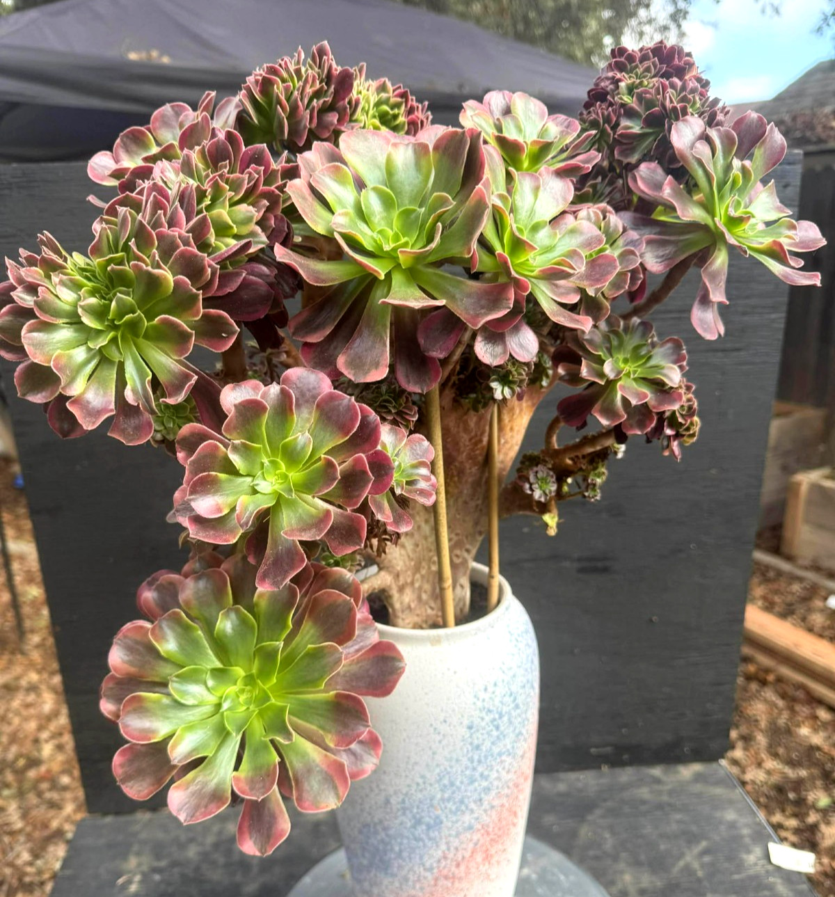 Imported Succulent live plant gift rare succulent Aeonium Medusa Wave crest