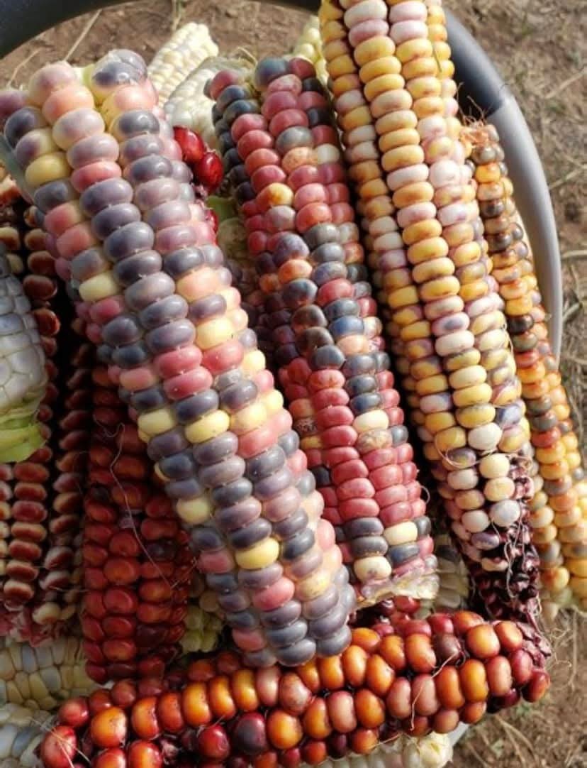 Heritage Corn Seed Kit – Painted Mountain