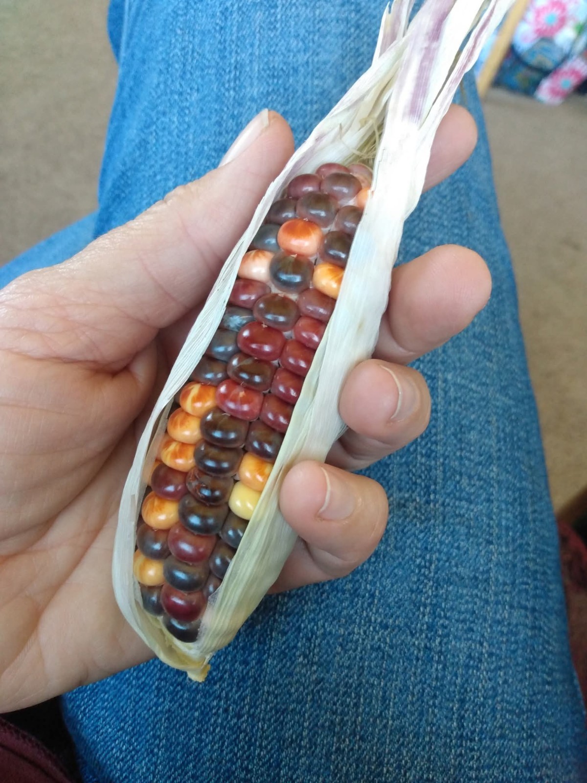 25 Painted Mountain Flour Corn Seeds – Heirloom Multicolor Corn Buy 2 GET 1 FREE