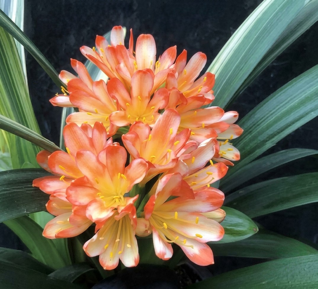 Clivia Ghost Variegated White Lips x Self one plant