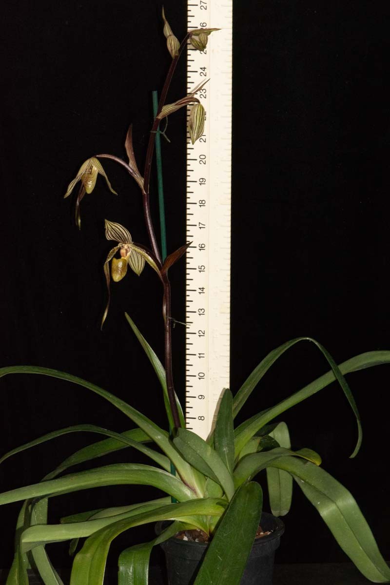 Paphiopedilum Crouching Tiger #1 (Bel Royal x philippinense AM/OS),in spike