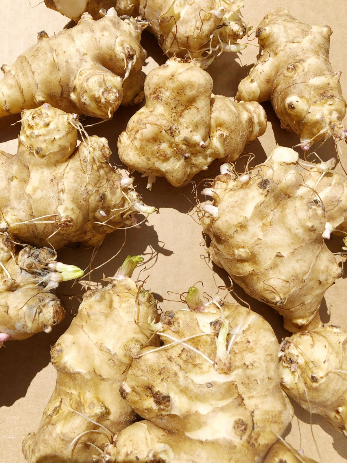 Jerusalem Artichoke Tubers – Individual Tubers For Planting – Sunchokes Sunroot