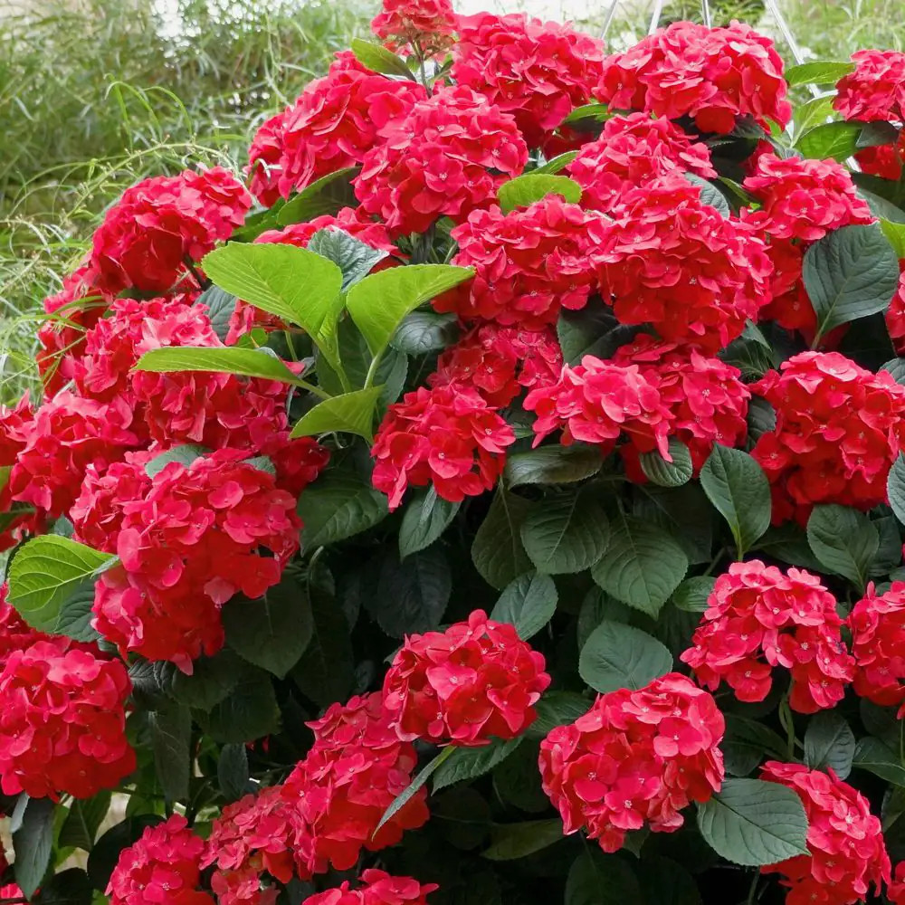 1 Gal. Red Beauty Hydrangea Shrub with Red Flowers