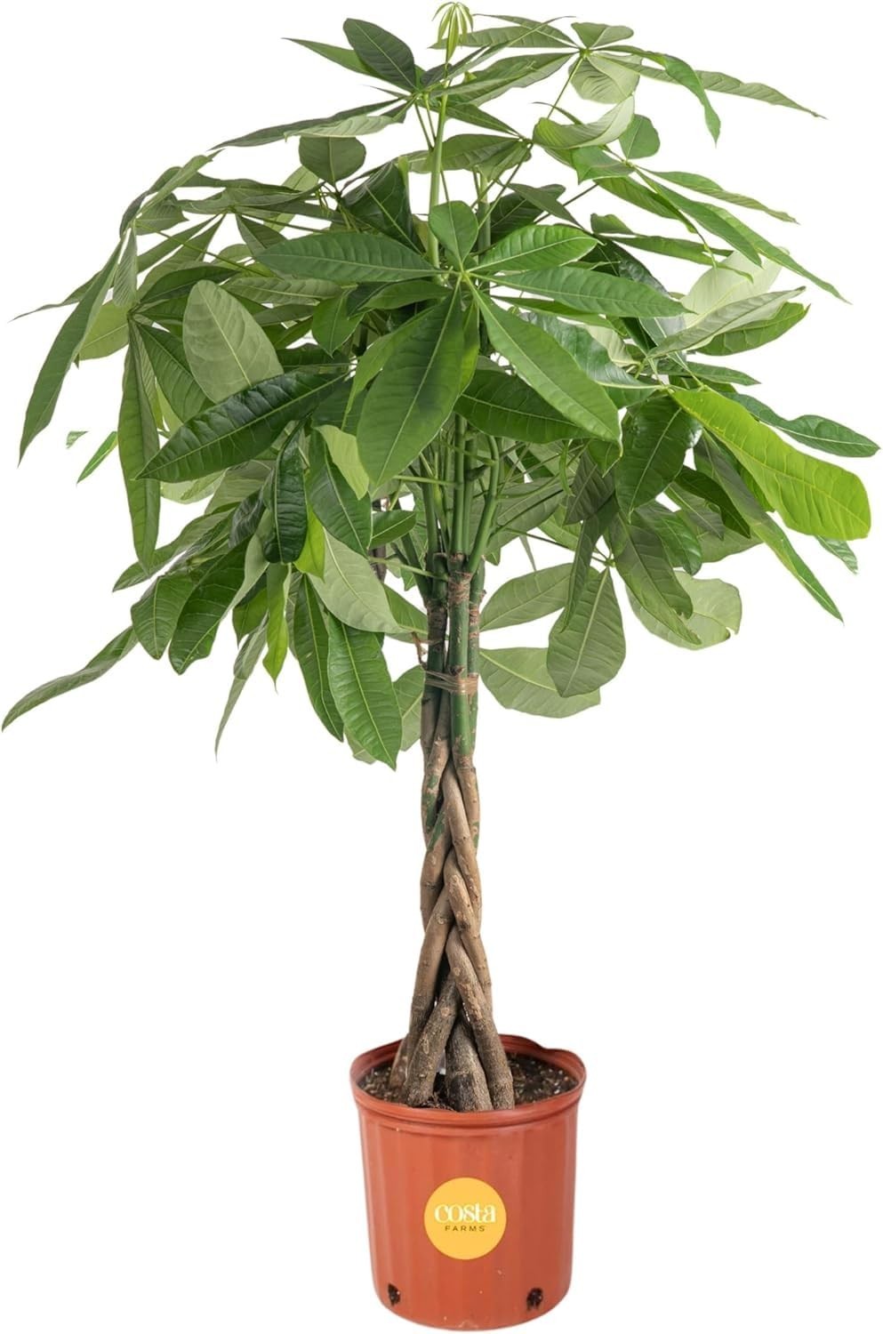 Live Money Tree Plant 3-4ft Tall, Braided Trunk, Easy Care Indoor Floor Plant, P