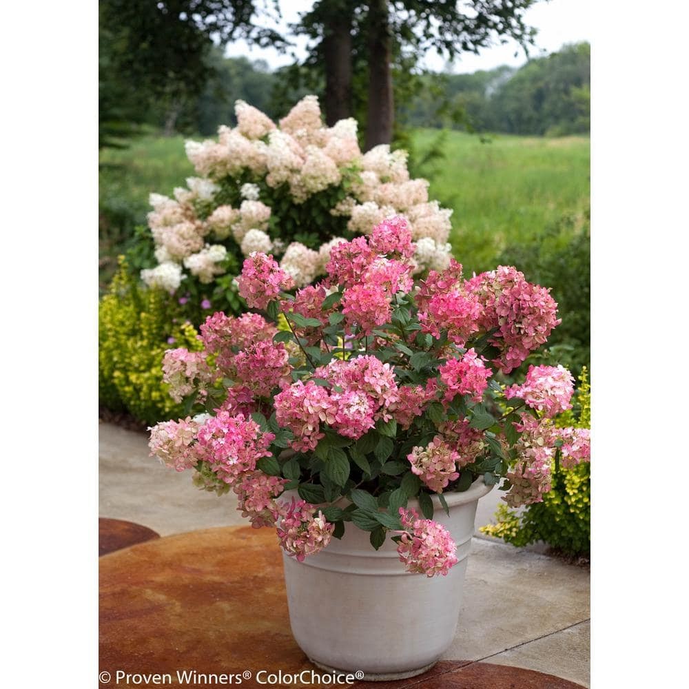 4.5 in. qt. Fire Light Hardy Hydrangea (Paniculata) Live Shrub, White to Pink an